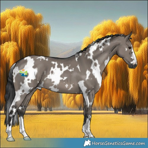Horse Color:White Spotted Grullo 