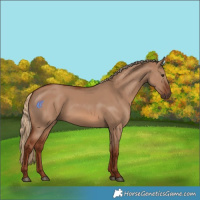 Horse Color:Red Dun Rabicano 