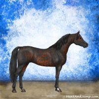 Horse Color:Bay Rabicano  and Black Rabicano 