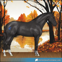 Horse Color:Smoky Black 