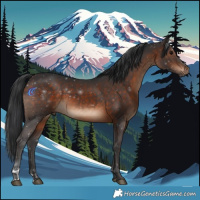 Horse Color:Brown 