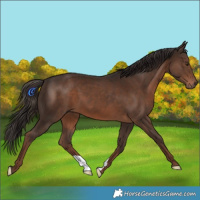 Horse Color:Liver Chestnut 