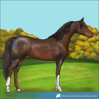 Horse Color:Liver Chestnut 