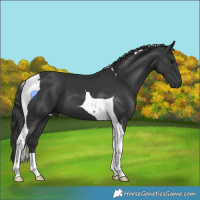 Horse Color:Black Tobiano 