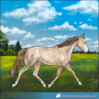 Horse Color:White Spotted Buckskin Pearl Sabino