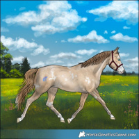 Horse Color:White Spotted Buckskin Pearl Sabino