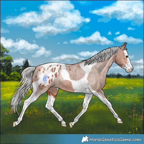 Horse Color:Silver Bay Splash Tobiano Appaloosa 