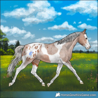 Horse Color:Silver Bay Splash Tobiano Blanket