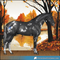 Horse Color:White Spotted Black