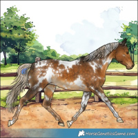 Horse Color:White Spotted Chocolate Palomino 
