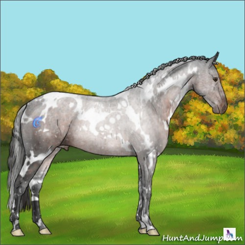 Horse Color:White Spotted Liver Chestnut 