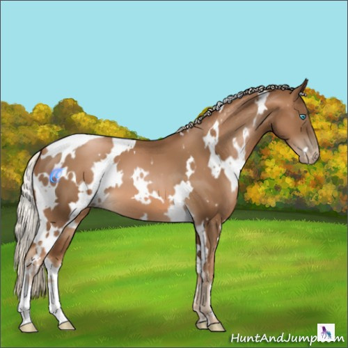 Horse Color:Gray White Spotted Chocolate Palomino Pearl 
