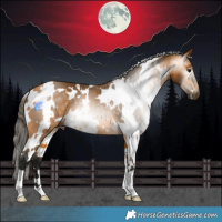 Horse Color:Gray White Spotted Buckskin 