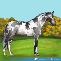 Horse Color:Gray White Spotted Brown 
