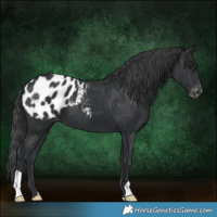 Horse Color:Black Appaloosa 