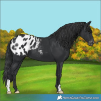 Horse Color:Black Appaloosa