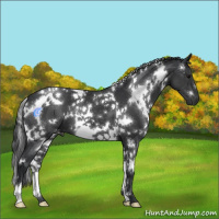 Horse Color:White Spotted Black
