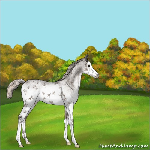 Horse Color:White Spotted Silver Black Splash 