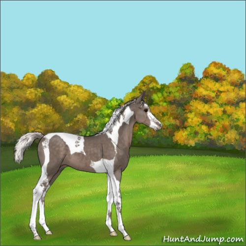 Horse Color:Silver Black Splash Tobiano 