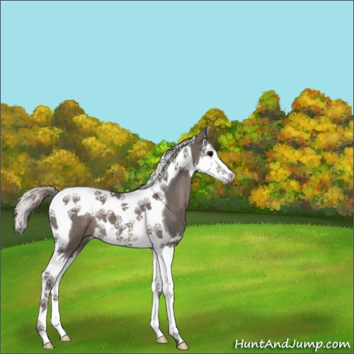 Horse Color:Silver Black Splash Tobiano 