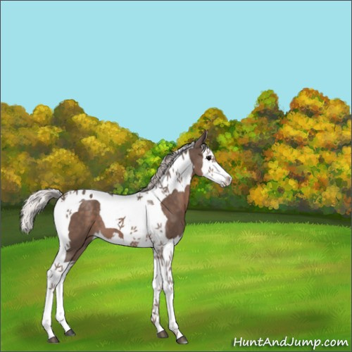 Horse Color:Silver Black Splash Tobiano 