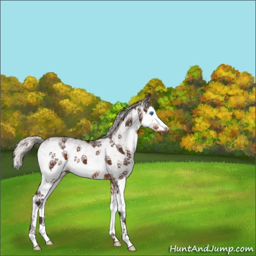 Horse Color:White Spotted Silver Brown Roan Splash 