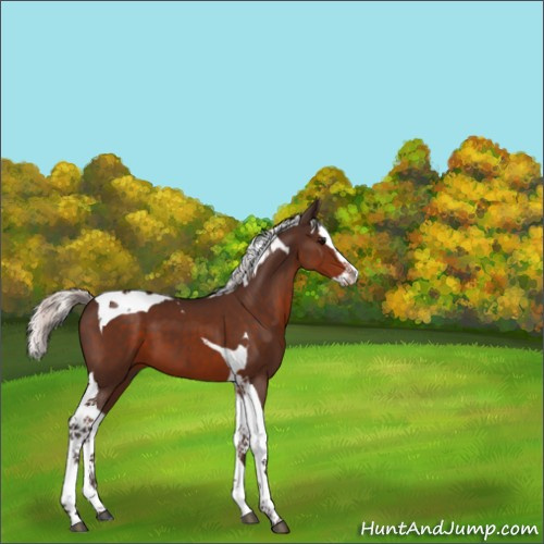 Horse Color:Silver Brown Splash Tobiano 