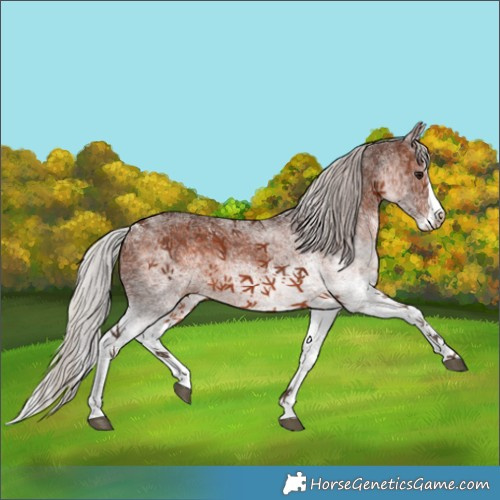 Horse Color:White Spotted Silver Brown Splash 