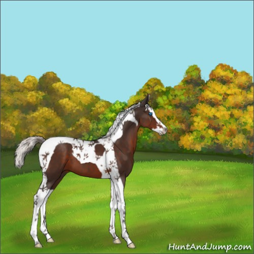 Horse Color:Silver Brown Splash Tobiano 