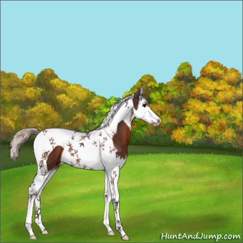 Horse Color:Silver Brown Splash Tobiano 
