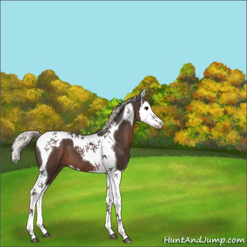 Horse Color:Silver Black Splash Tobiano 