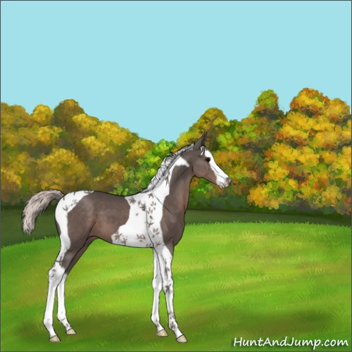 Horse Color:Silver Black Splash Tobiano 
