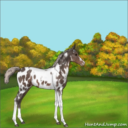 Horse Color:Silver Black Tobiano Frame Appaloosa 