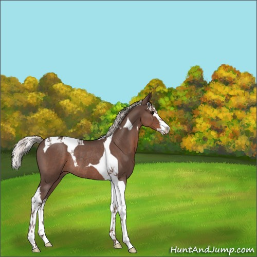 Horse Color:Silver Blue Roan Splash Tobiano Rabicano 