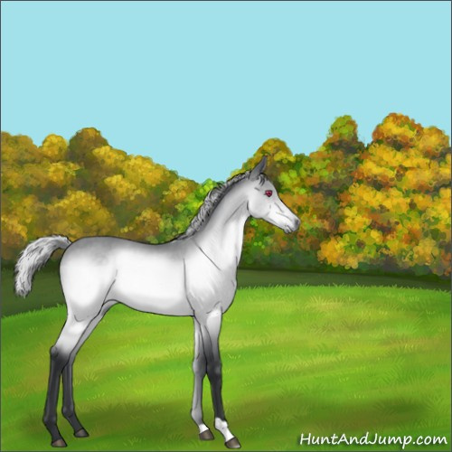 Horse Color:Silver Brown Chinchilla 