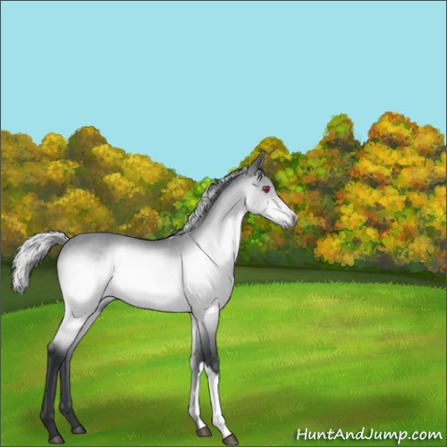 Horse Color:Silver Brown Chinchilla 