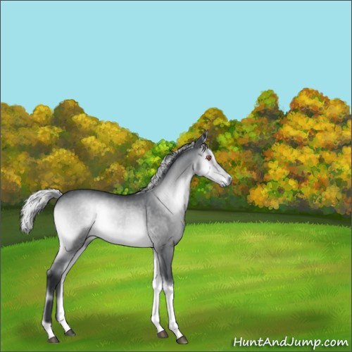 Horse Color:Silver Brown Chinchilla Onyx 