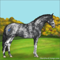 Horse Color:White Spotted Black Chinchilla 