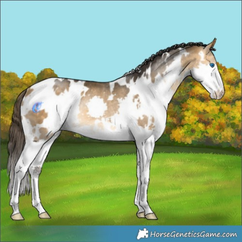 Horse Color:White Spotted Buckskin Splash Rabicano 