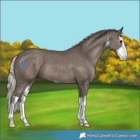 Horse Color:White Spotted Silver Black 
