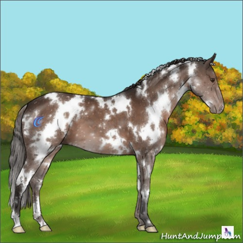 Horse Color:White Spotted Liver Chestnut 