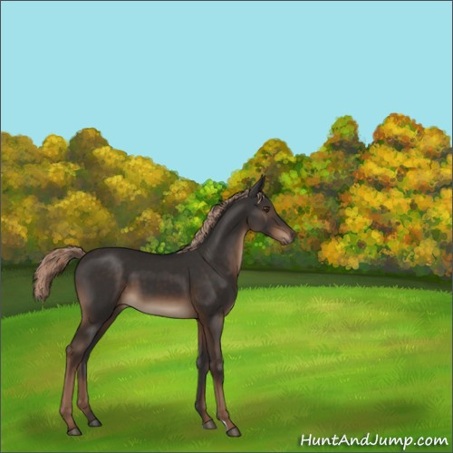 Horse Color:Liver Chestnut 