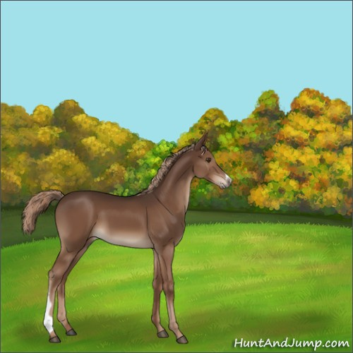 Horse Color:Liver Chestnut 