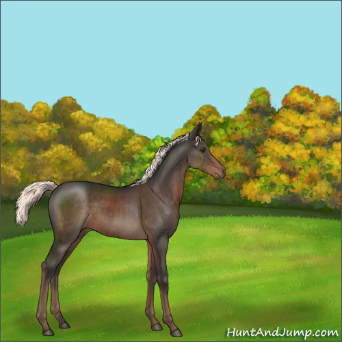 Horse Color:Liver Chestnut Mushroom 