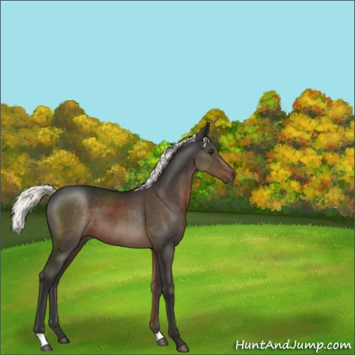 Horse Color:Liver Chestnut Mushroom 