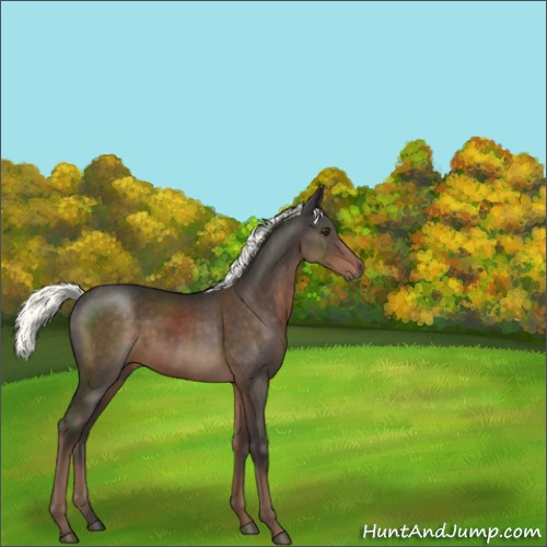 Horse Color:Liver Chestnut Mushroom 