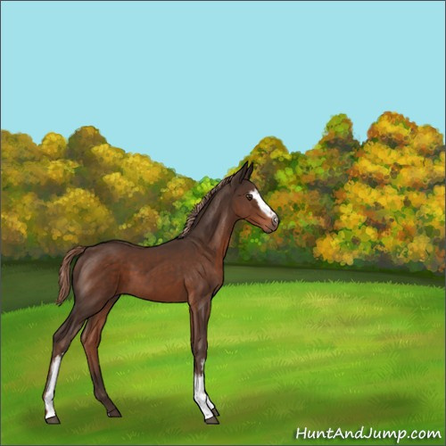 Horse Color:White Spotted Liver Chestnut 