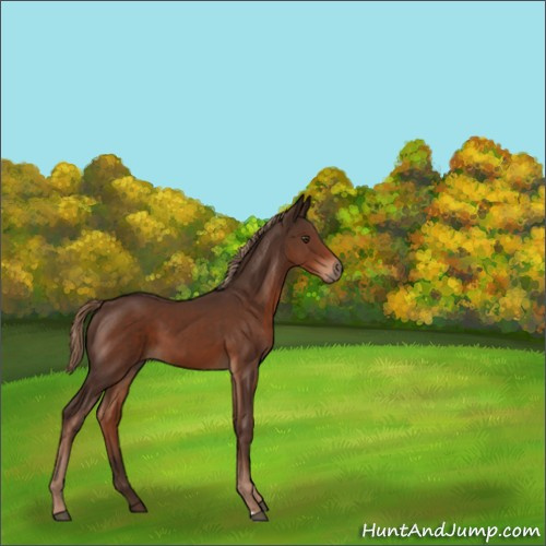 Horse Color:Liver Chestnut 