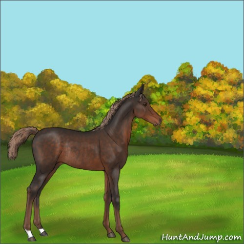 Horse Color:Liver Chestnut Rabicano 