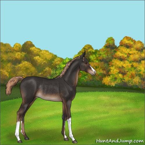 Horse Color:Liver Chestnut Rabicano 